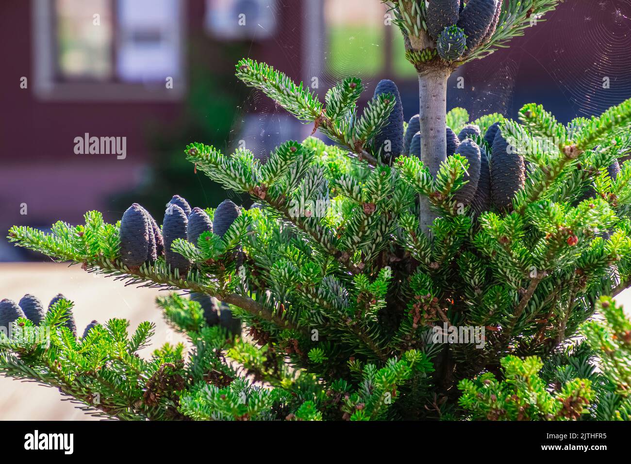 Korean white fir silverlock with blue cones in web. Abies Korea fir branch with young blue lumps. Selective focus. Nature ecology concept, copy space Stock Photo