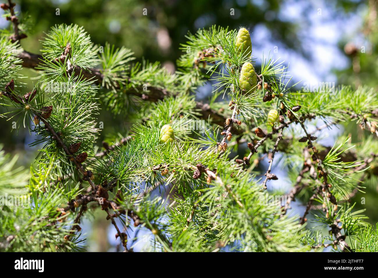 Young green cones on branches larch with needles in park in sun rays, selective focus. Close-up, texture of coniferous tree, blue sky peeks through de Stock Photo