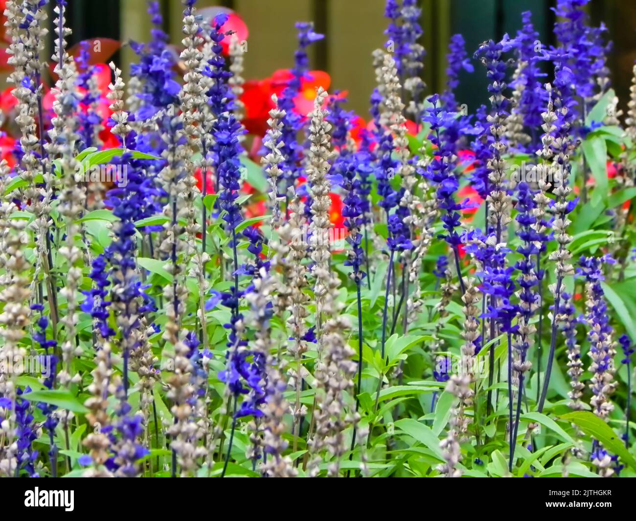 Lavenders blooming in a garden. Stock Photo