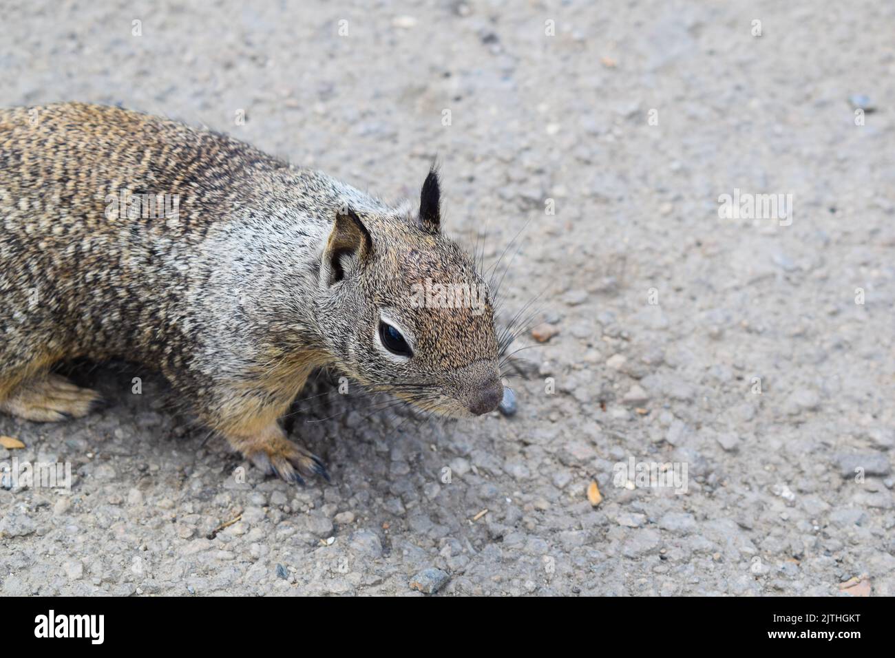 Close up of a California Ground Squirrel in California, USA. Stock Photo