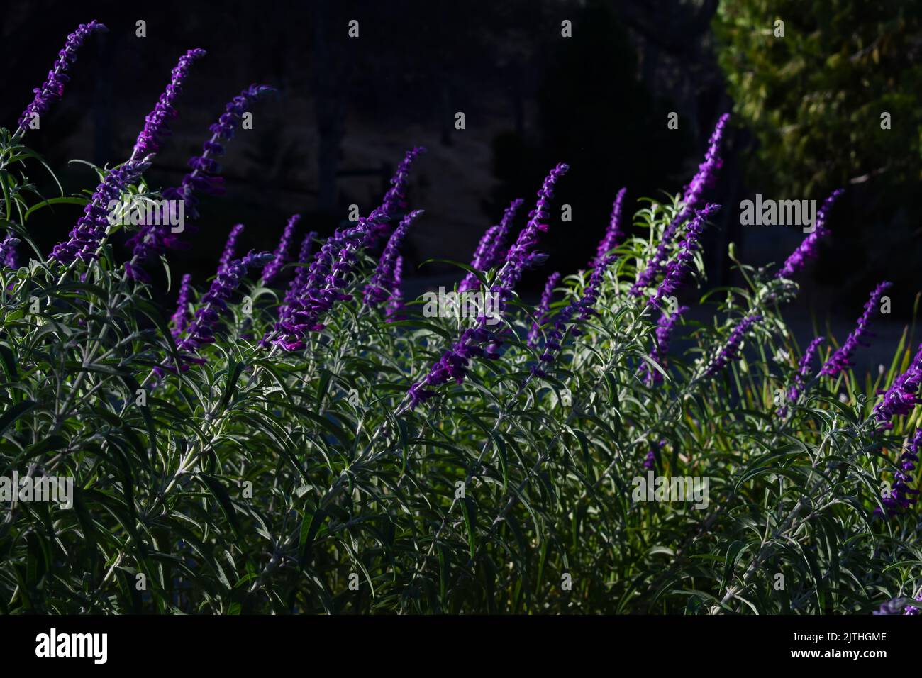 Purple flowers (Salvia leucantha/Mexican bush sage) on  a dark background. Stock Photo