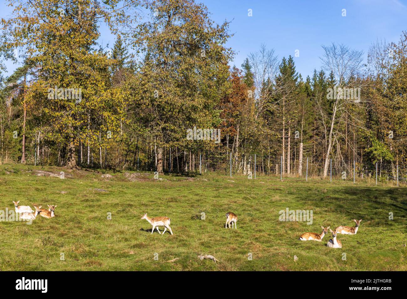 Fallow deer looking sky hi-res stock photography and images - Alamy