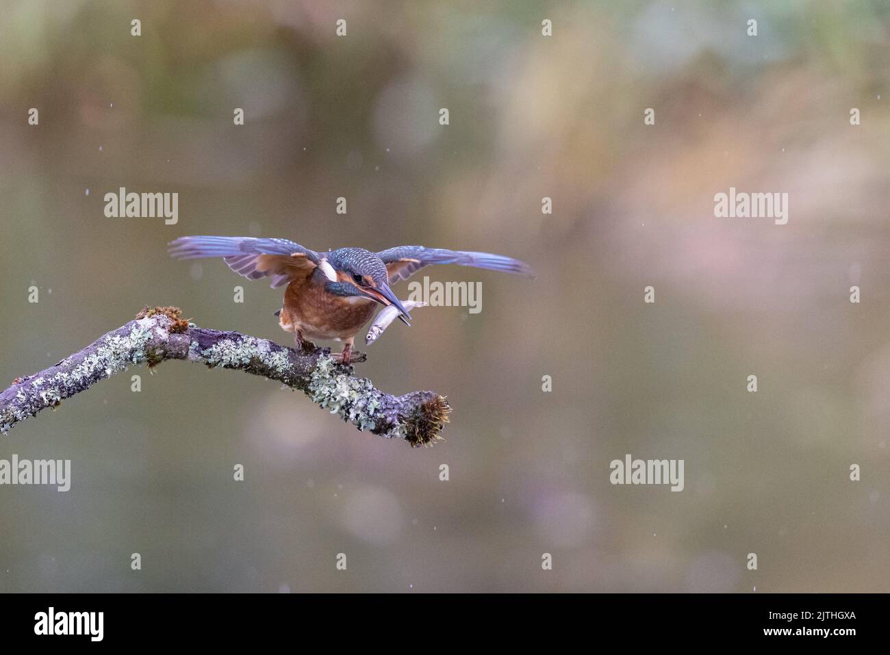 Female Kingfisher [ Alcedo Atthis ] on Lichen covered branch with fish ...