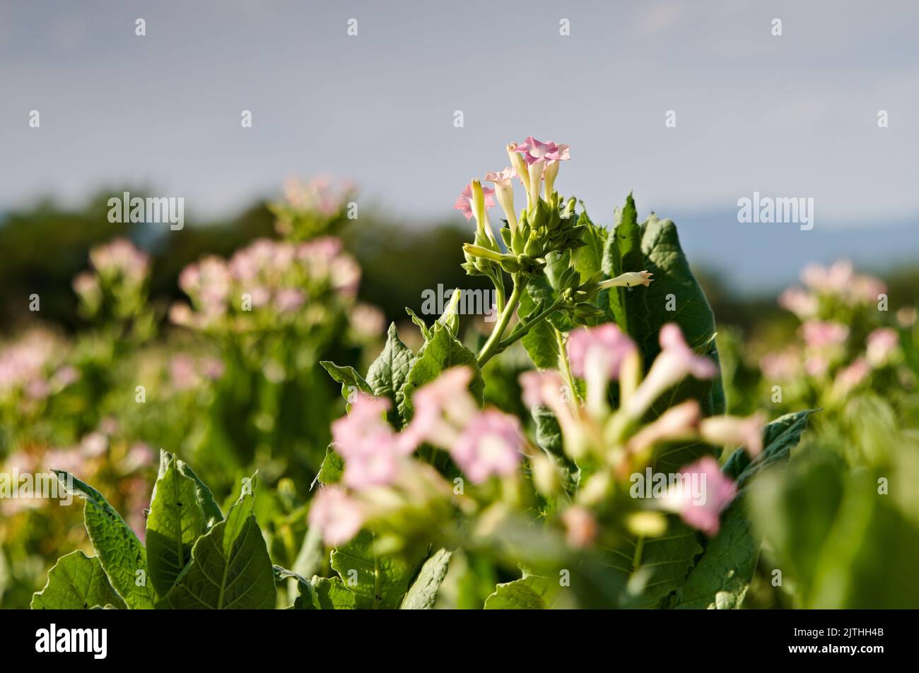 Flowering plants of tabaco Stock Photo