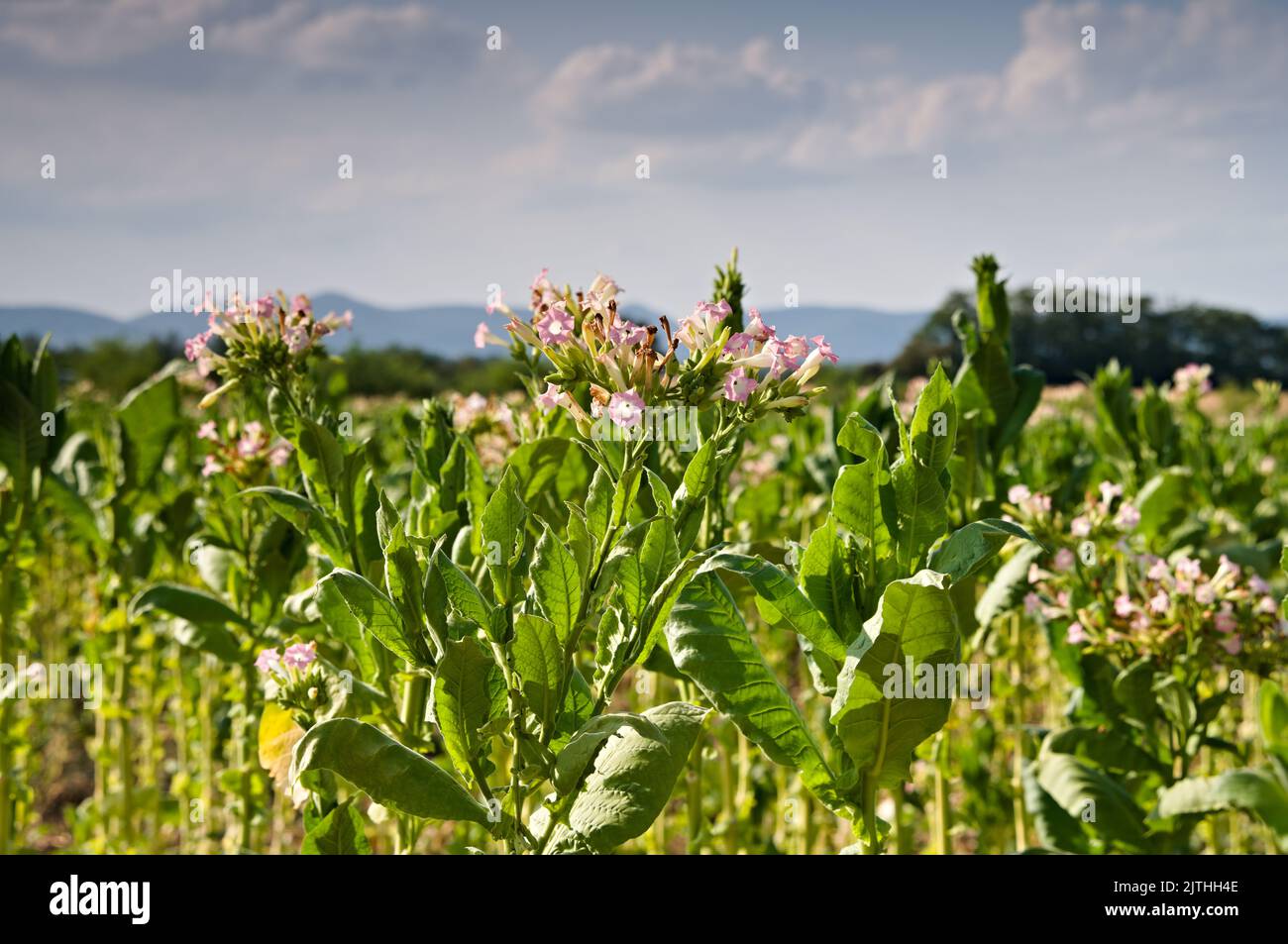 Flowering plants of tabaco Stock Photo