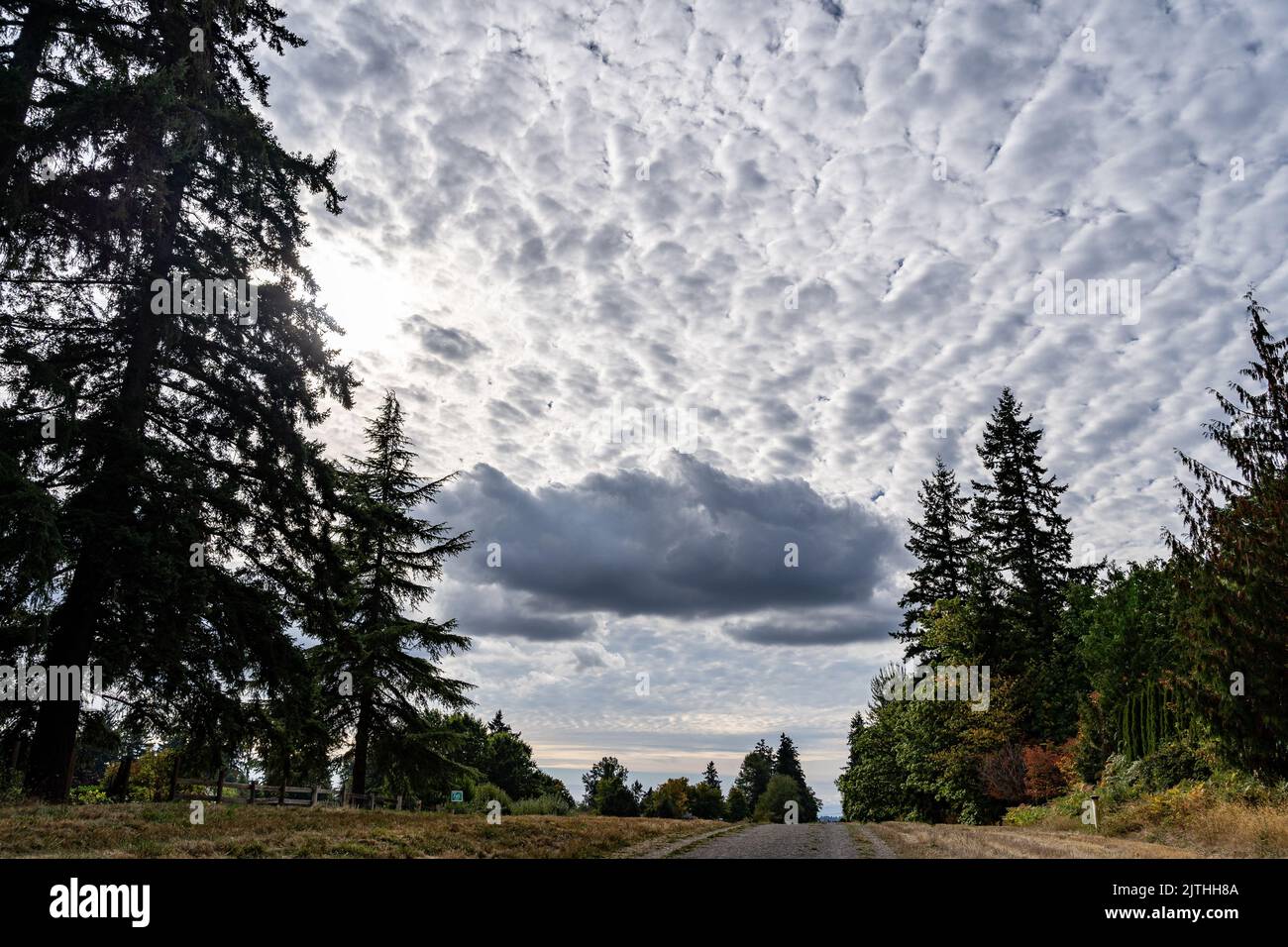 An aerial view of road surrounded growing dense trees Stock Photo - Alamy