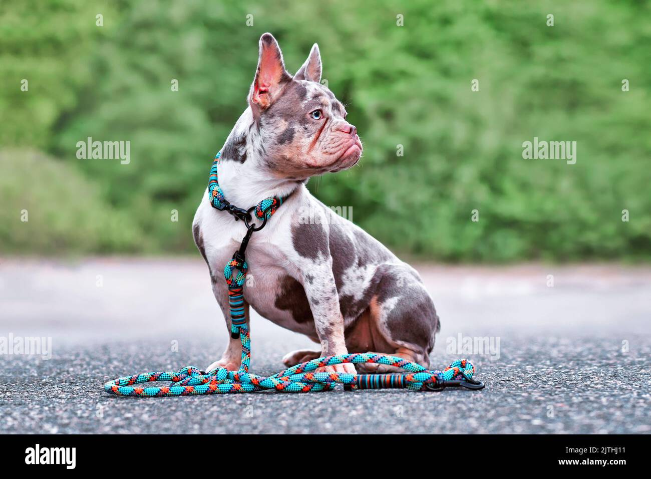 Merle French Bulldog dog wearing collar with rope retriever leash Stock Photo