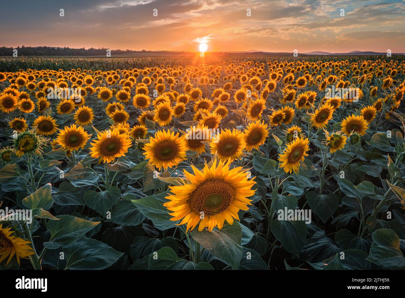 Balatonfuzfo, Hungary - Beautiful sunset over a sunflower field at summertime with colorful clouds and sky near Lake Balaton. Agricultural background Stock Photo
