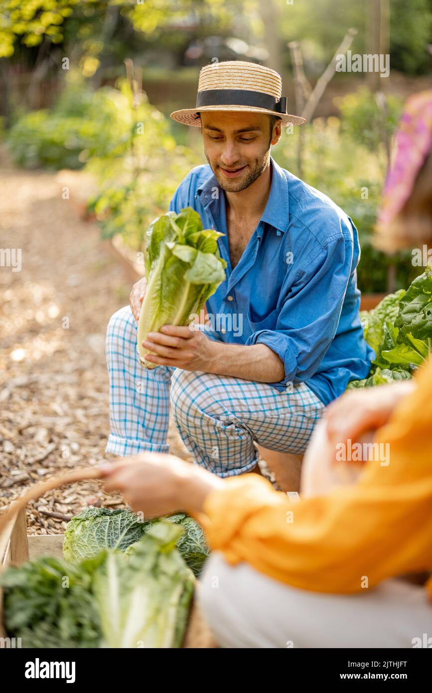 Man harvesting greens at home garden Stock Photo - Alamy