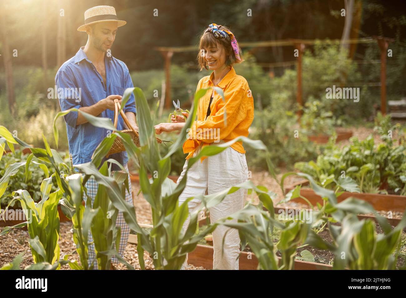 Man and woman pick up fresh corn at home garden Stock Photo - Alamy