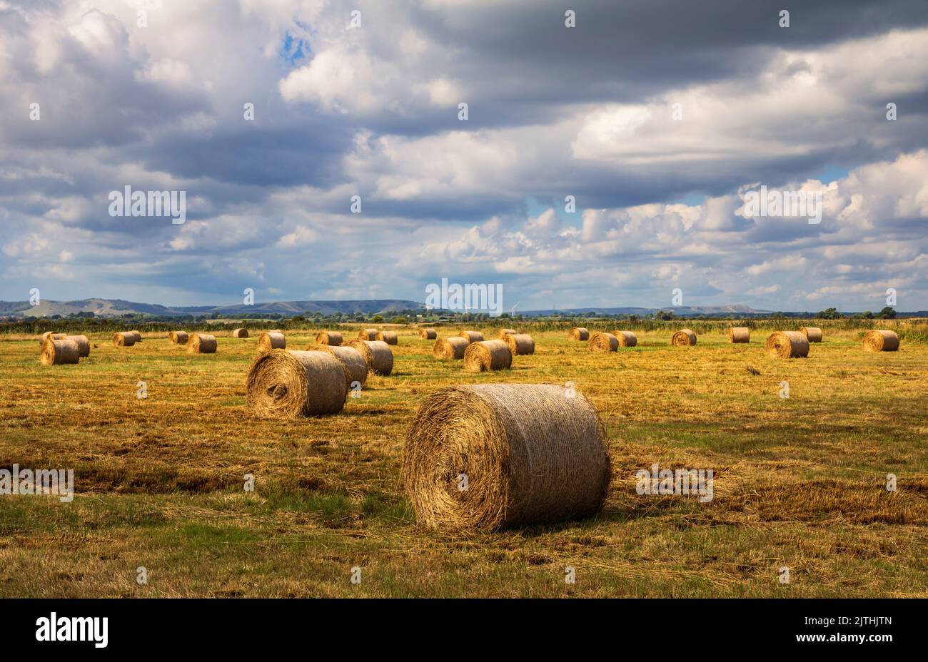 Fields of hay bales and the summer harvest on the Pevensey Levels east Sussex south east England Stock Photo