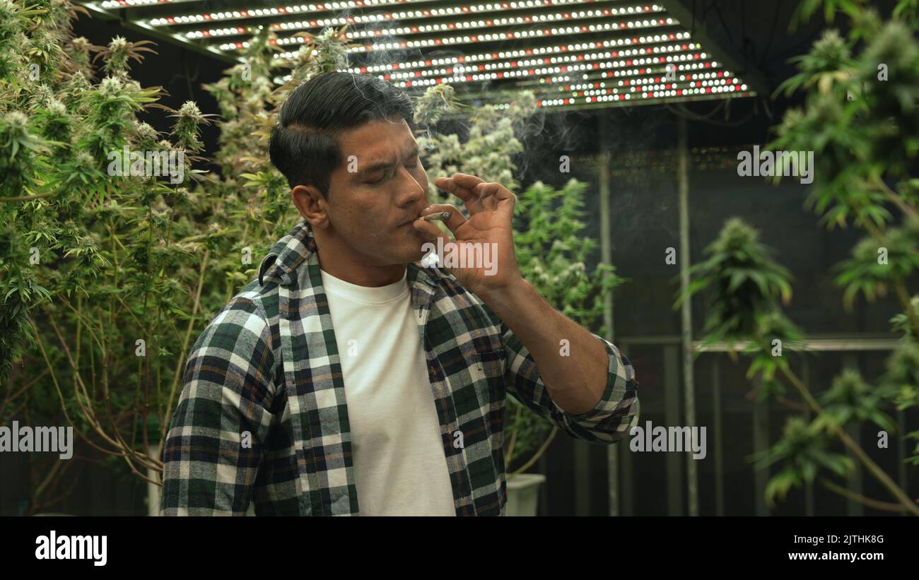 Marijuana farmer smoking rolled marijuana weed joint in curative