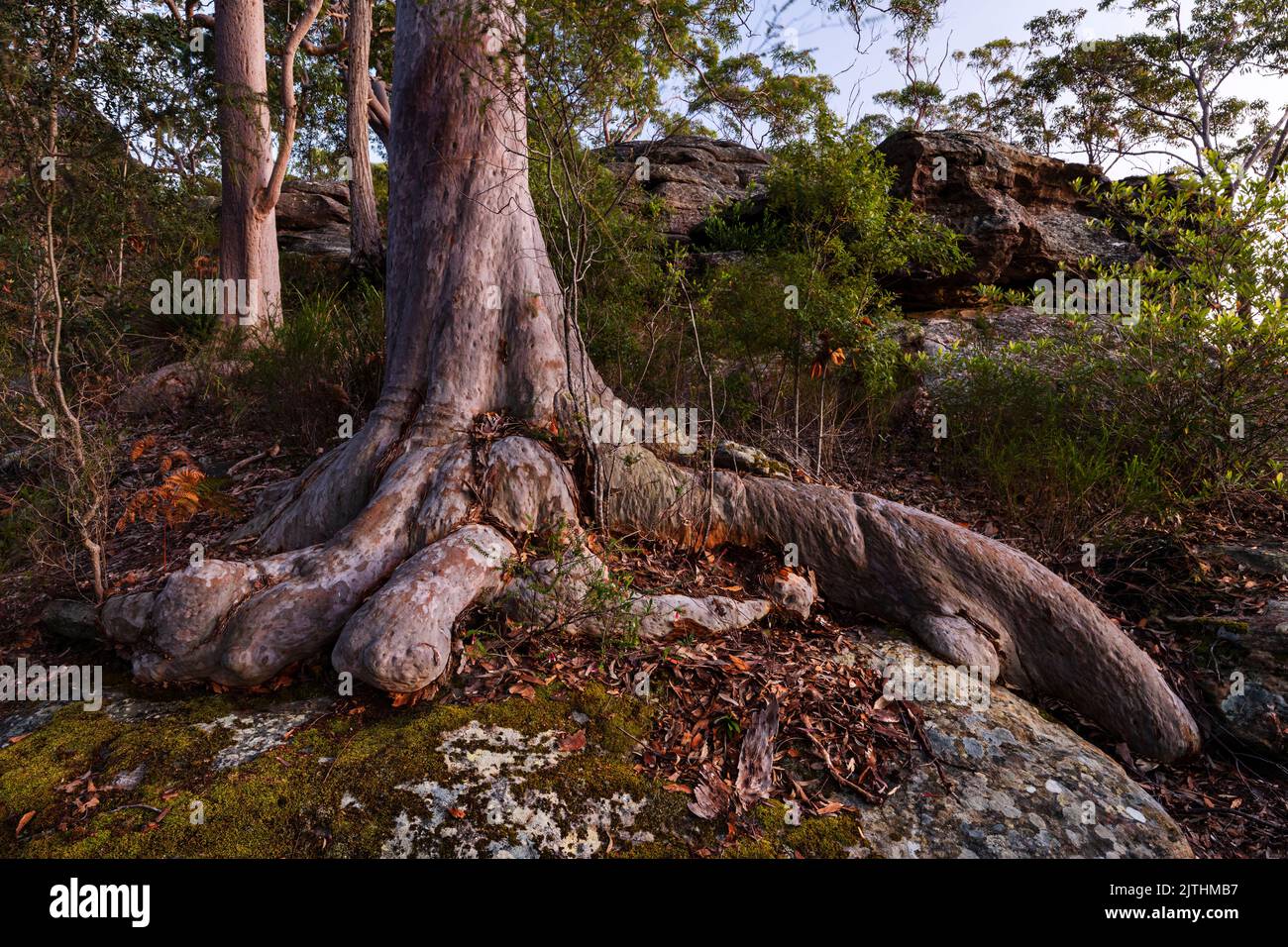 roots from tree in bushland on NSW central coast of Australia Stock ...