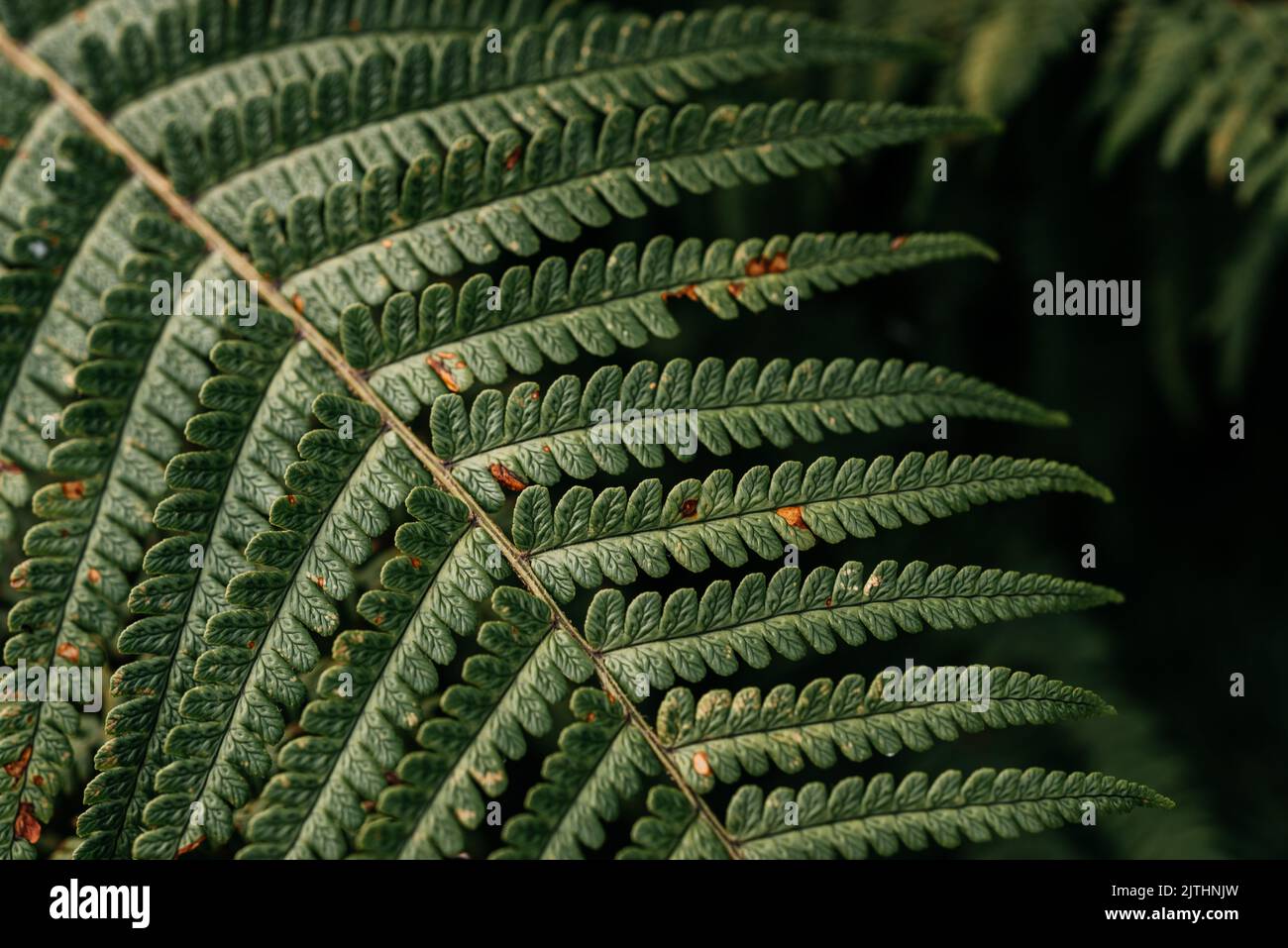 Fern leaf background hi-res stock photography and images - Alamy