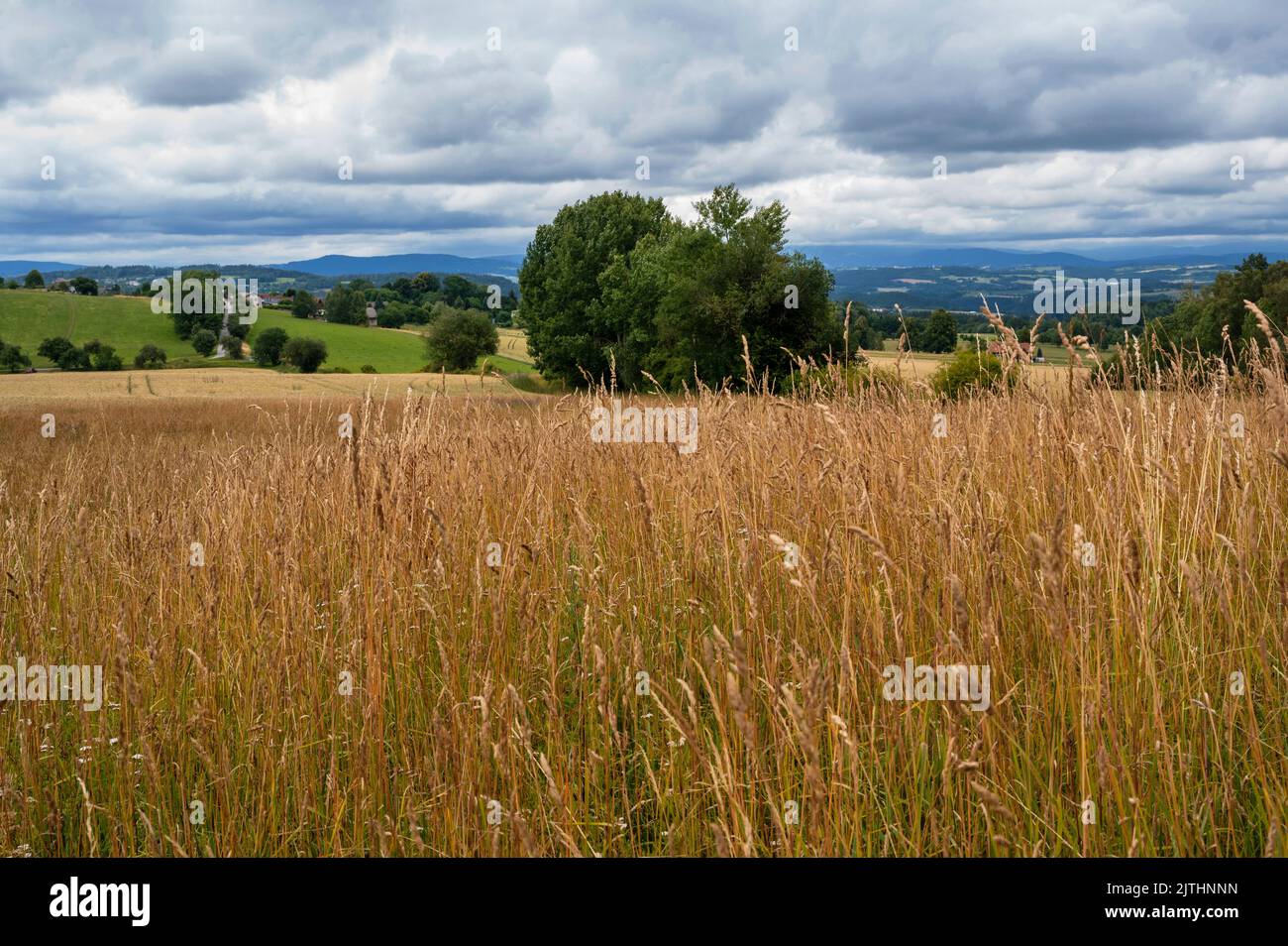 Rural landscape.Tall grass on meadow, field, tree, village and mountain on horizon in cloudy summer day. Near village Dlouhy in Czech Paradise,Czechia. Stock Photo
