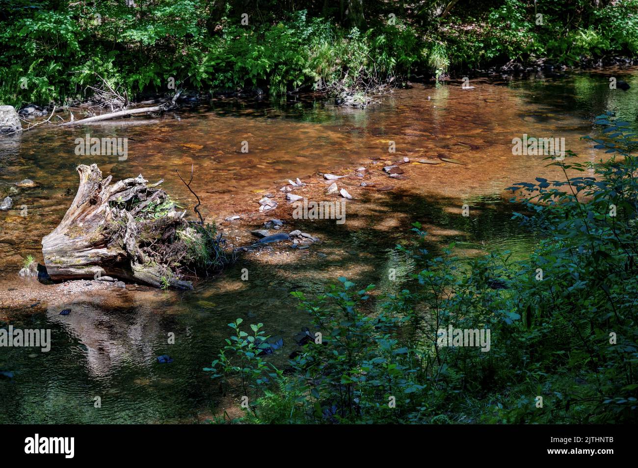 Shallow bright water in summer, tree stump, stone on bottom and vegetation on river bank. River Kamenice near Spalov, Czech republic. Stock Photo