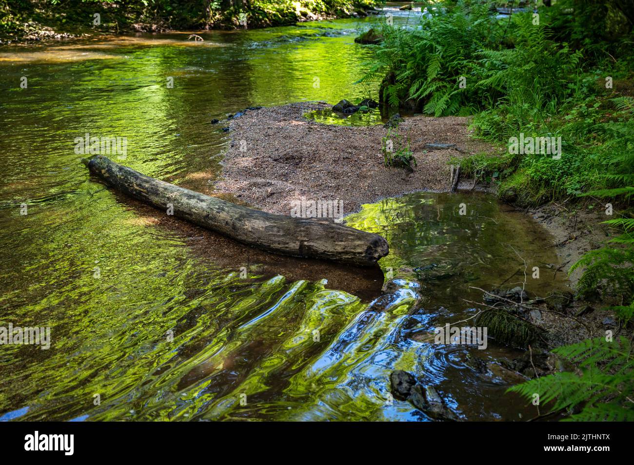 Small bay with tree trunk on mountain river in sunny summer day. Beautiful color of water. River Kamenice near Spalov, Czech republic. Stock Photo
