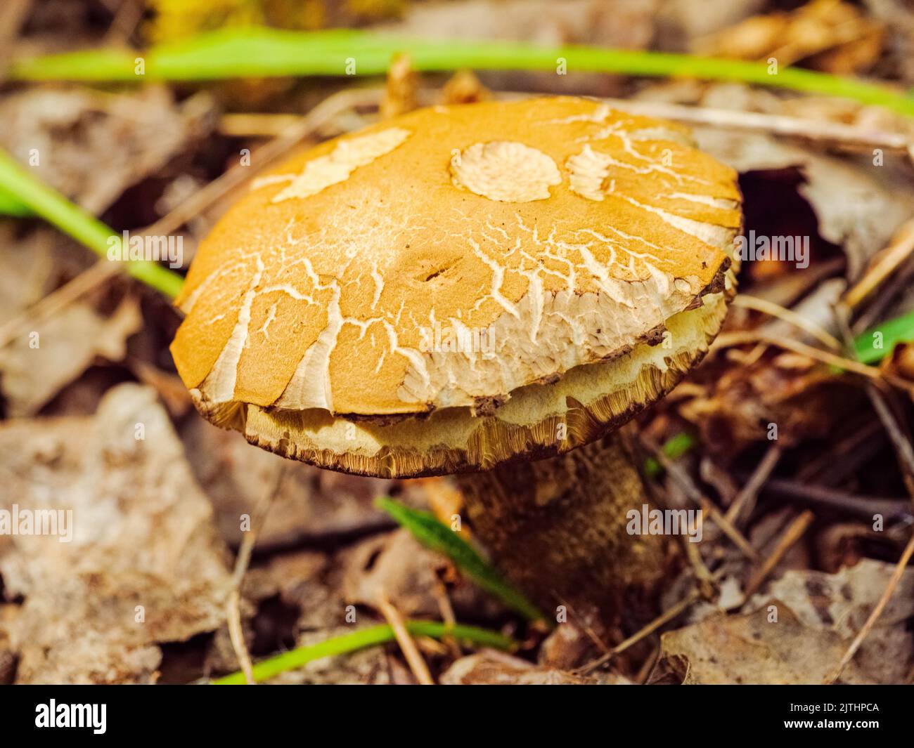 Leccinum mushroom with chewed and cracked cap among the grass and foliage Stock Photo