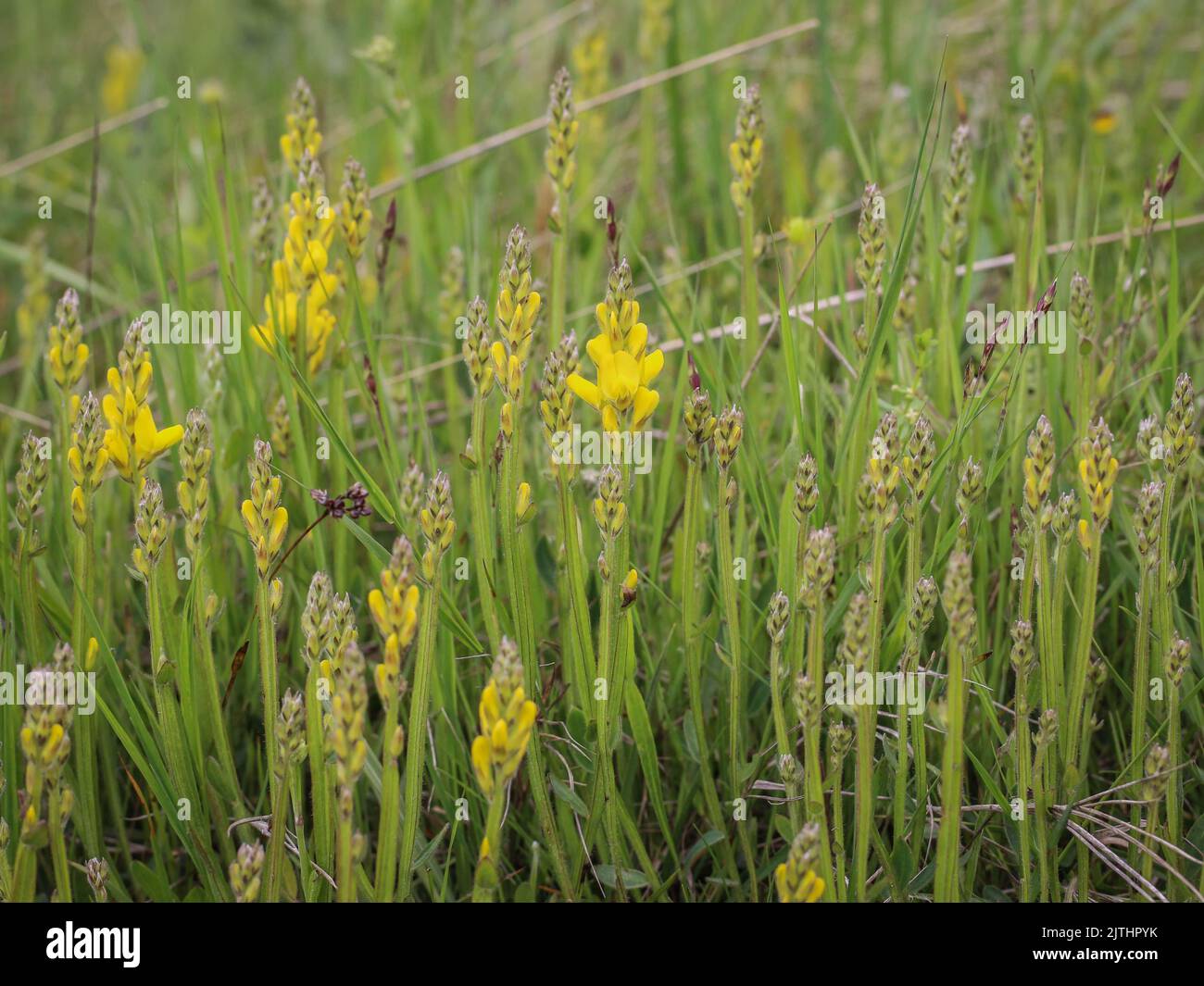 Yellow flowers of the arrow-jointed broom (latin name: Genista sagittalis) in Tara National Park in western Serbia Stock Photo