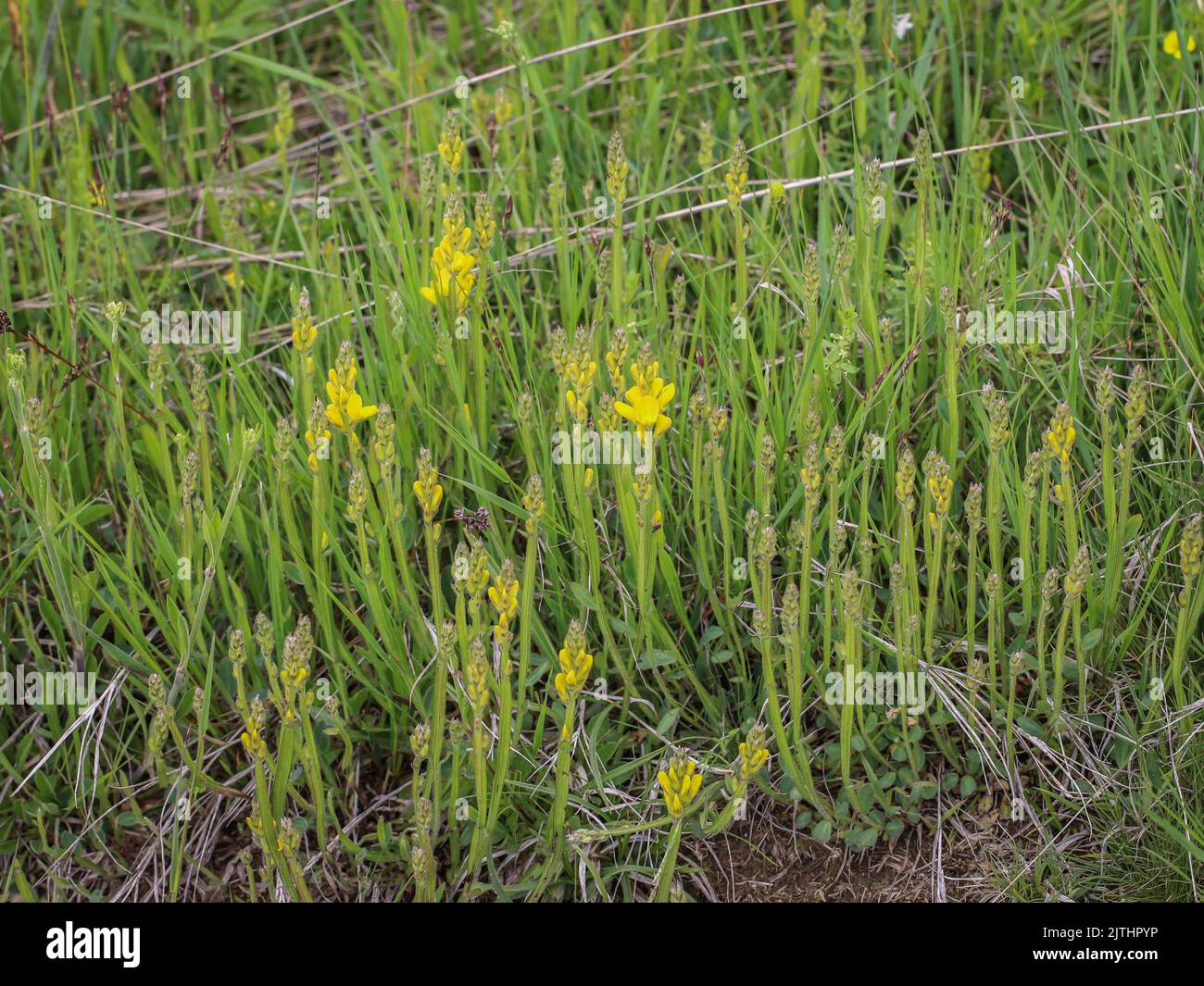 Yellow flowers of the arrow-jointed broom (latin name: Genista sagittalis) in Tara National Park in western Serbia Stock Photo