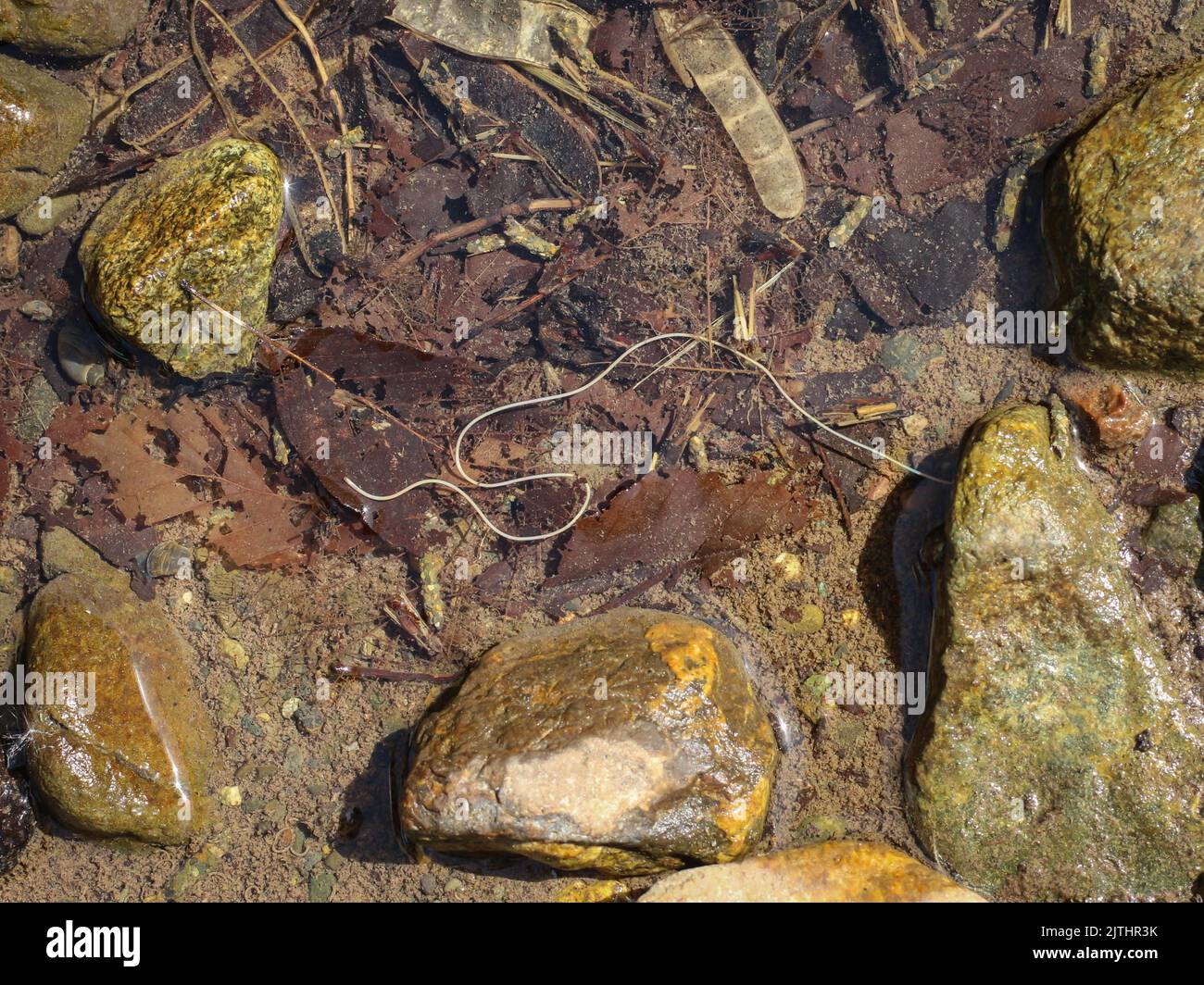 Thin white parasitic Gordian (horshair) worm in fresh water pond in western Serbia Stock Photo