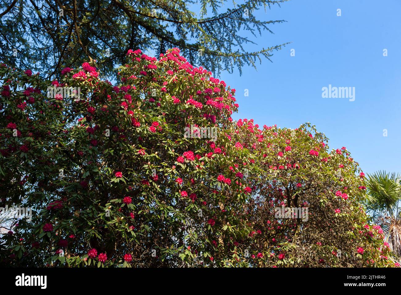 Large pink rhodedendrons in the arboretum, Leonardslee, West Sussex, England, UK Stock Photo