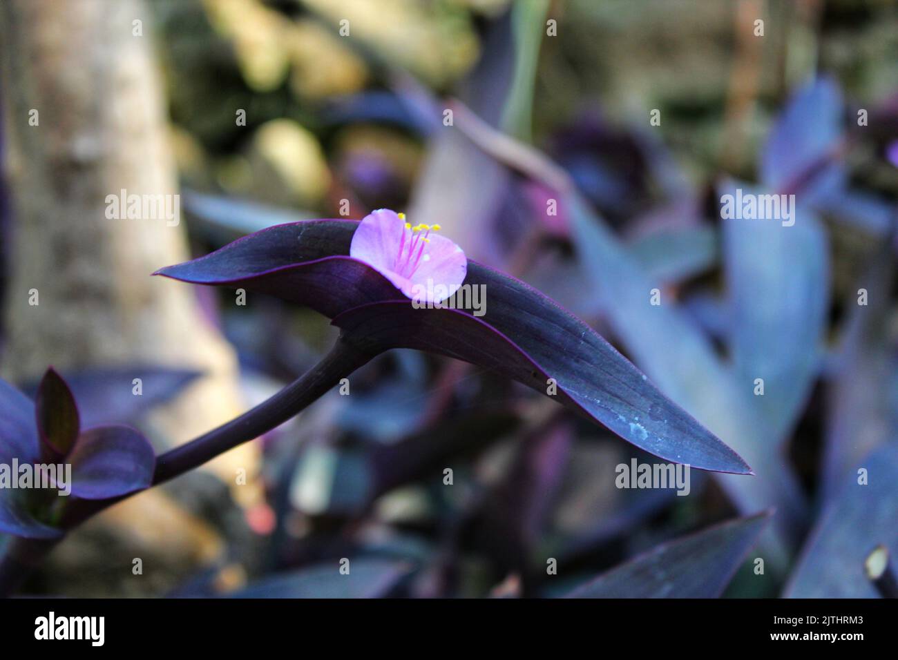 Shallow focus flower hi-res stock photography and images - Alamy