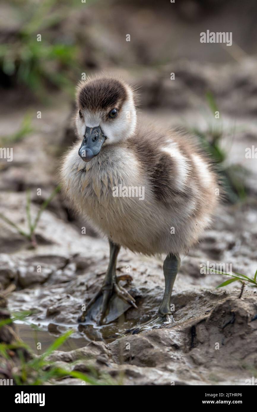 Egyptian gosling looking cute in spring time Stock Photo