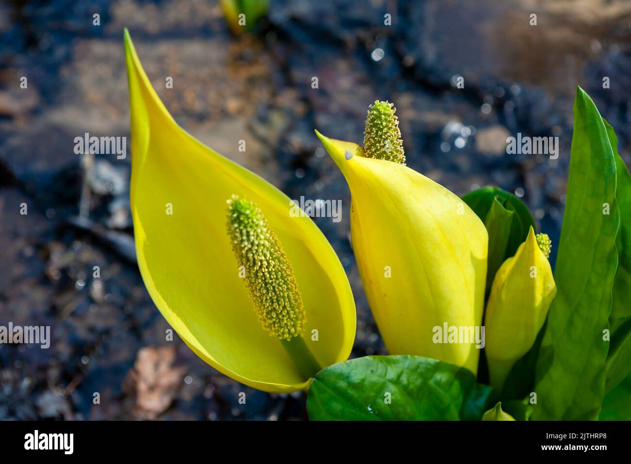 Skunk Cabbage (Lysichiton americanus) growing in a boggy area of Leonardslee Gardens, West Sussex, UK Stock Photo