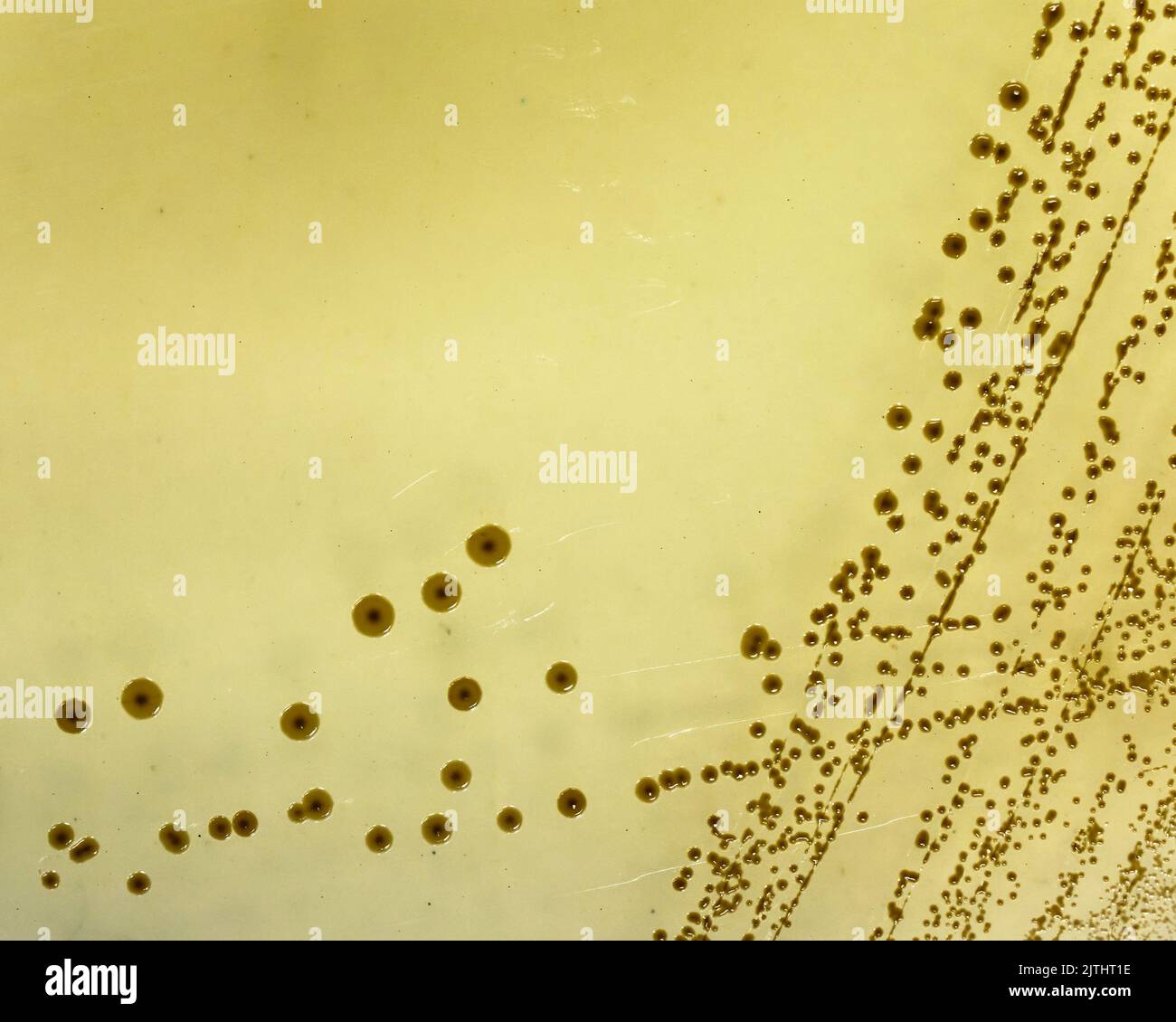 Salmonella growing on bismuth sulphite agar produces black colonies