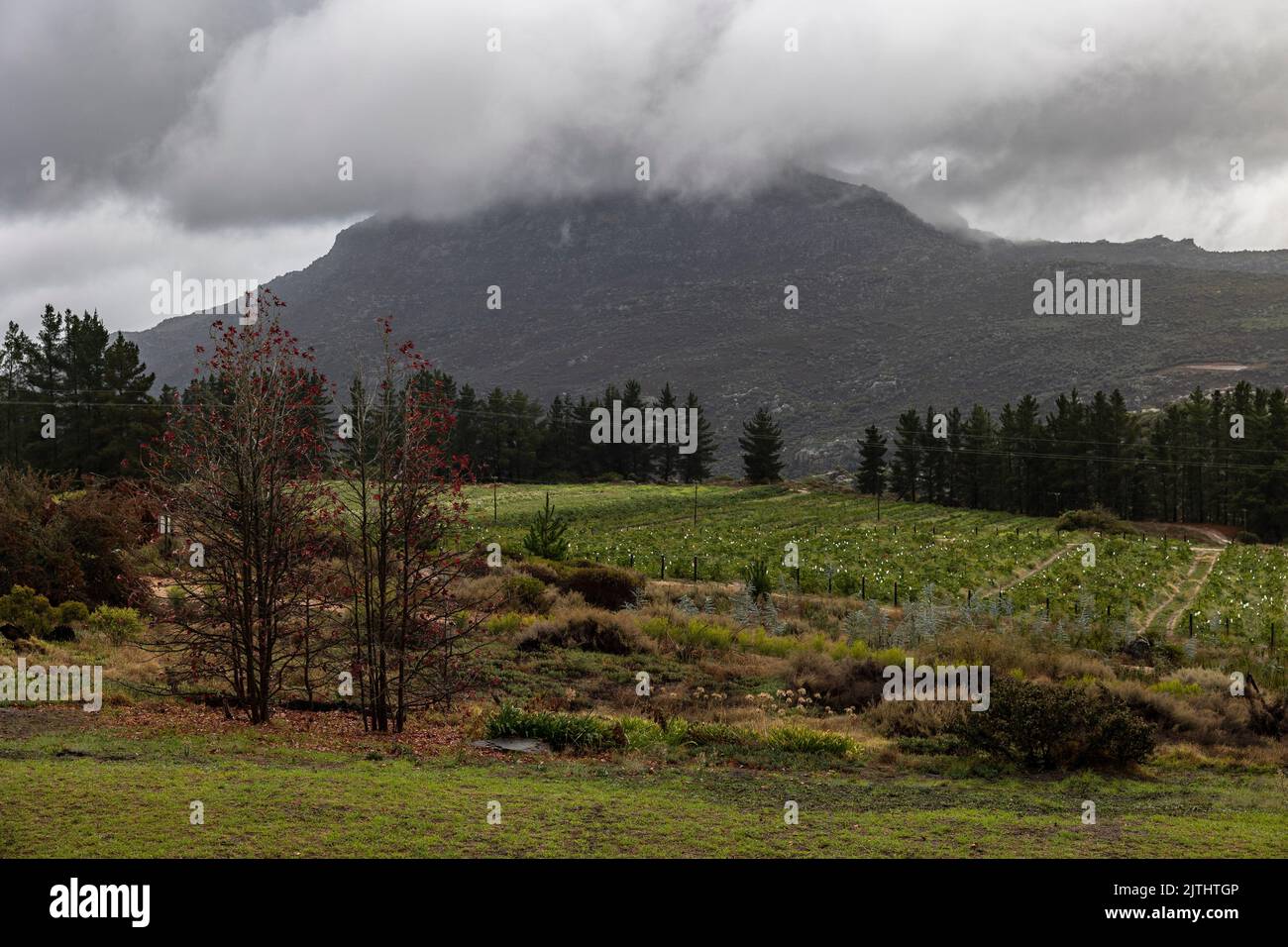A scenic view of a field, pine tree forest, and mountain covered with rainy clouds behind. Stock Photo