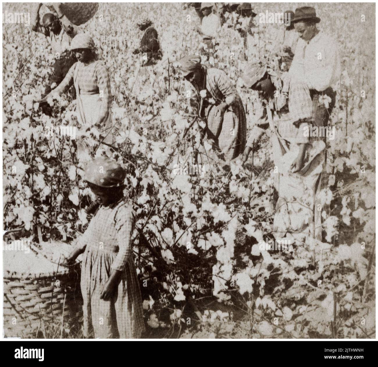 Formerly enslaved men, women and children, picking cotton on a South Carolina Cotton plantation, photograph by George L Cook, circa 1875 Stock Photo
