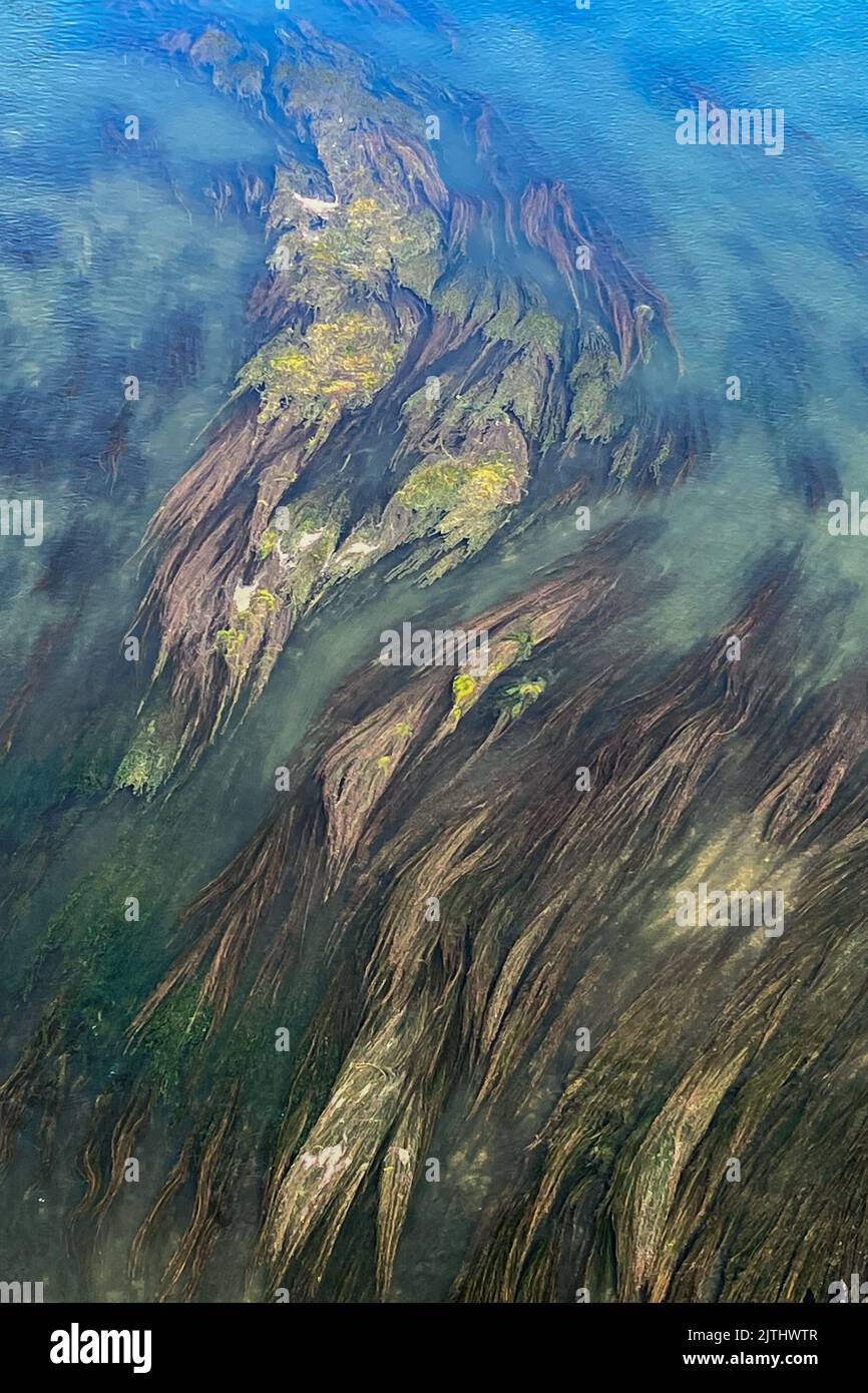 Algae plants hi-res stock photography and images - Alamy