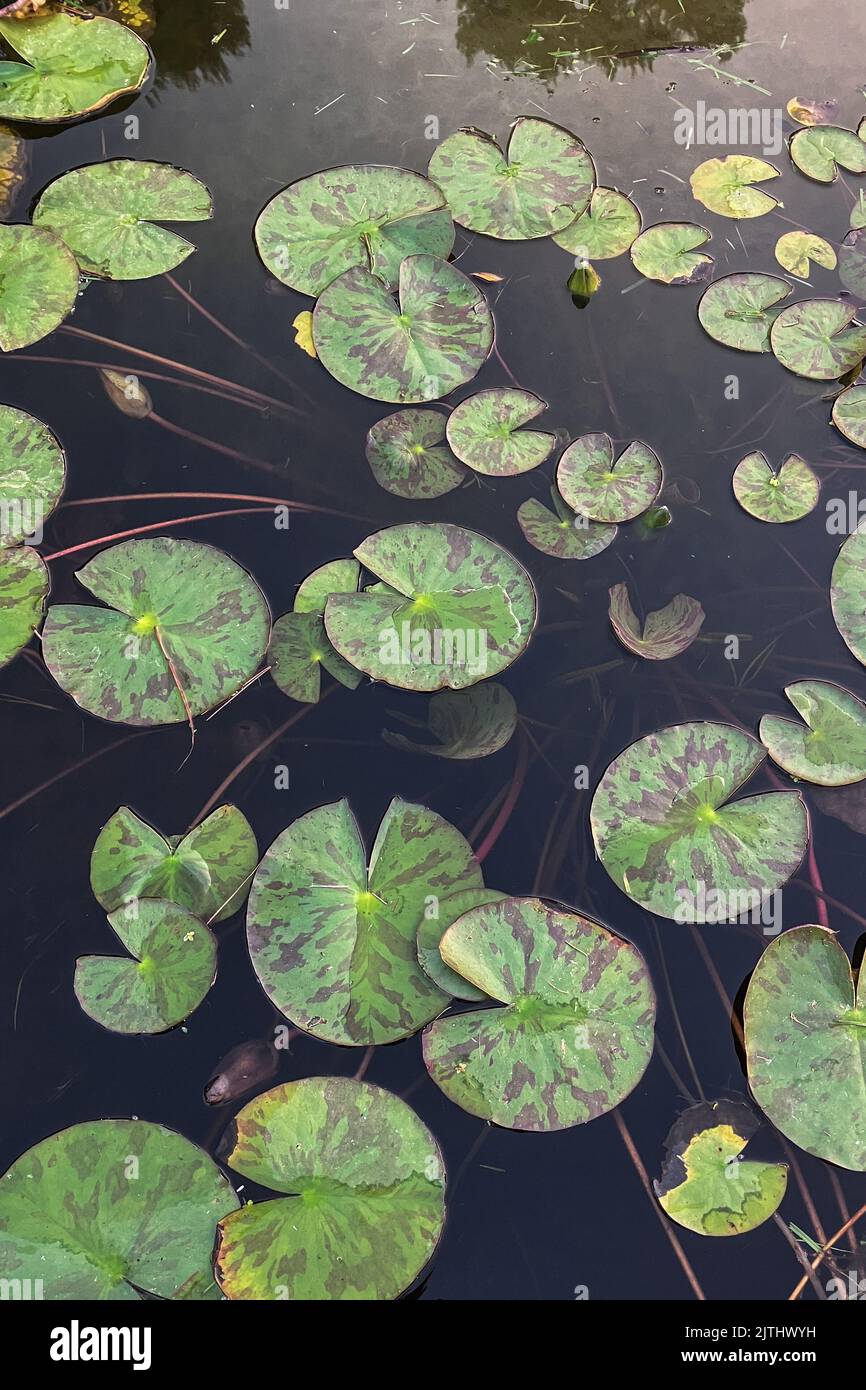 Water lily leaves on lake Stock Photo Alamy