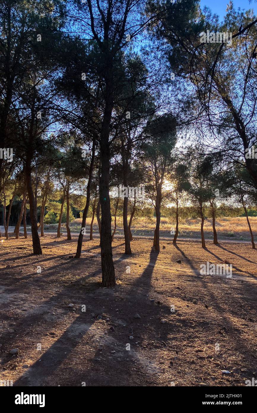 Pine forest in Zaragoza, Spain Stock Photo