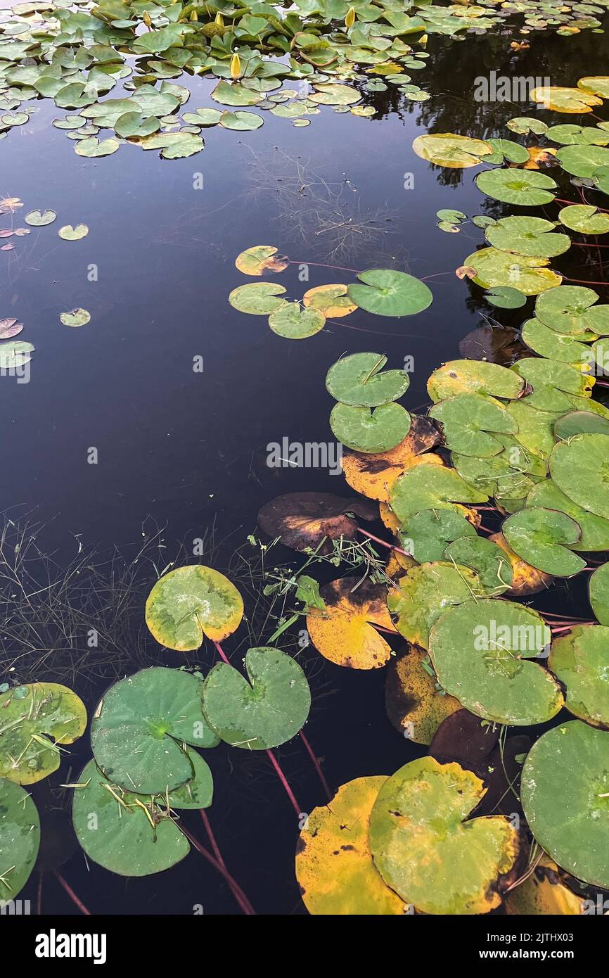 Water lily leaves on lake Stock Photo Alamy