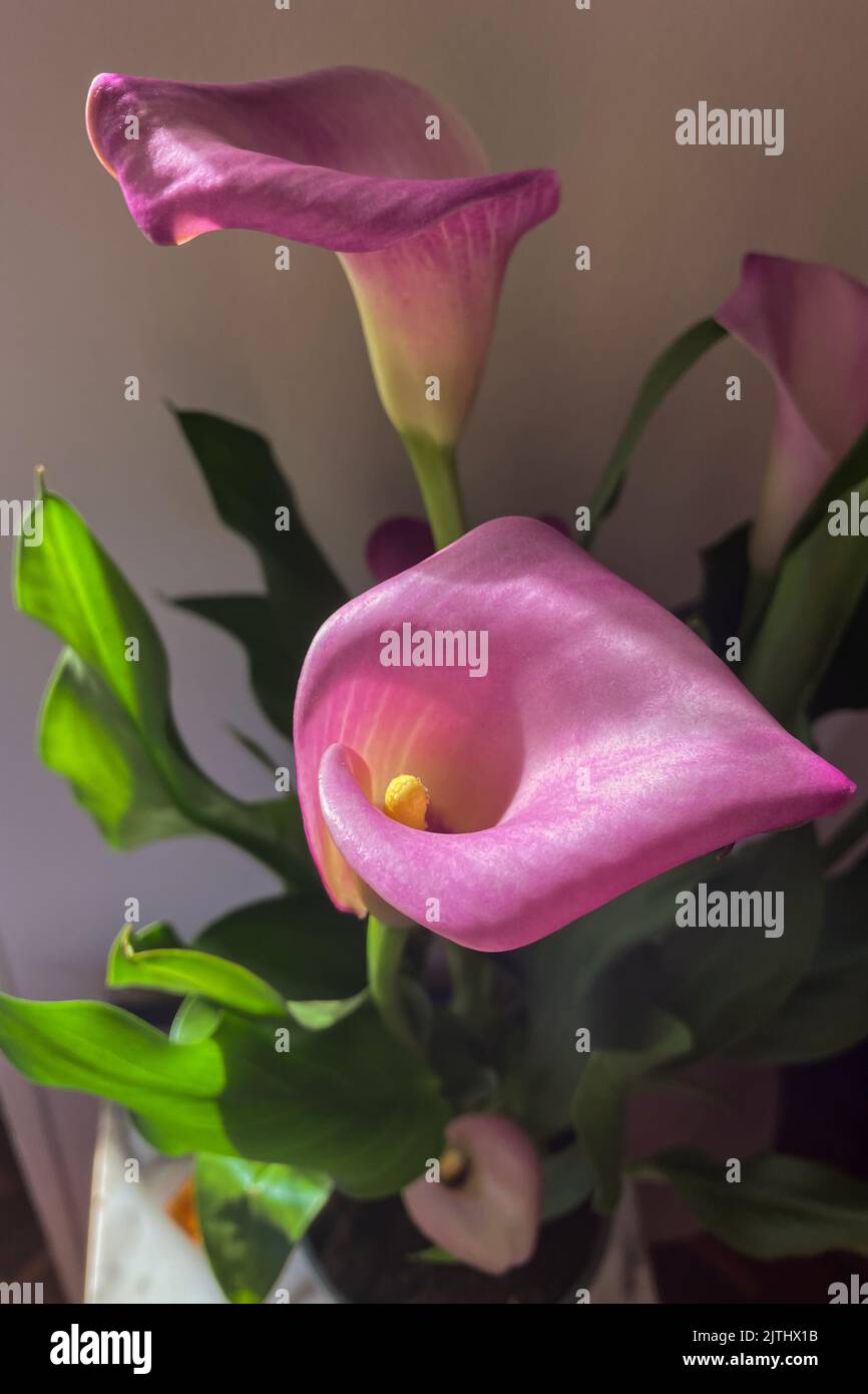 Interior photo of a Arum-lily (Zantedeschia aethiopica) in a house Stock Photo