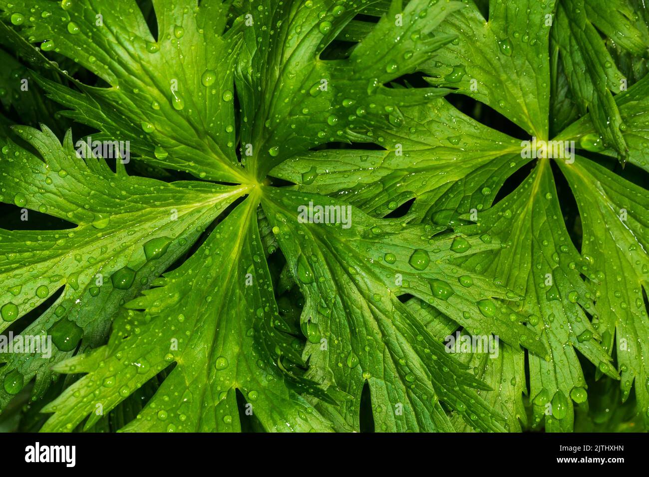 Green carved leaves with water drops. Abstract natural background. Macro photography. Stock Photo