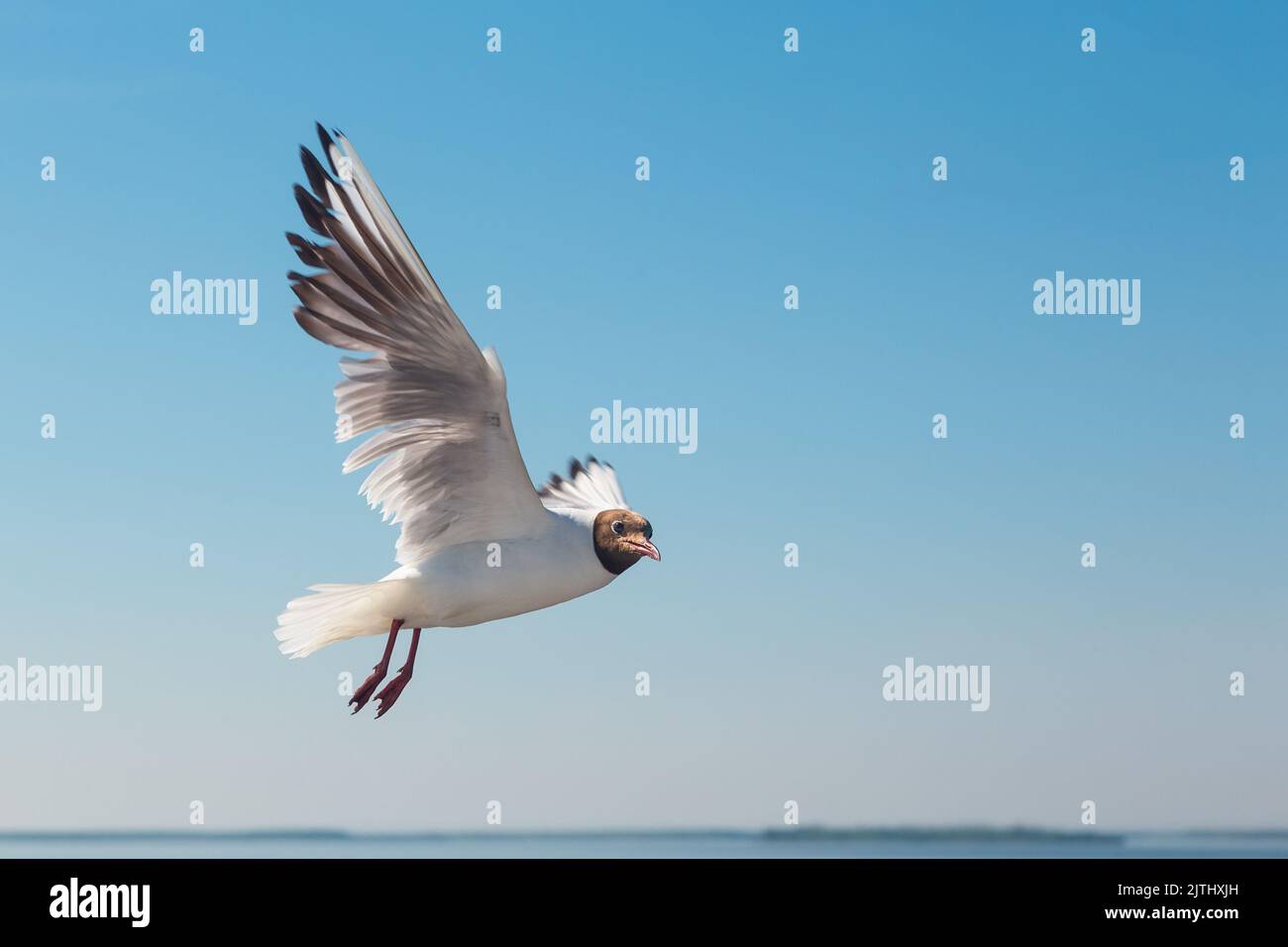 Seagull in flight against the blue sky close-up Stock Photo