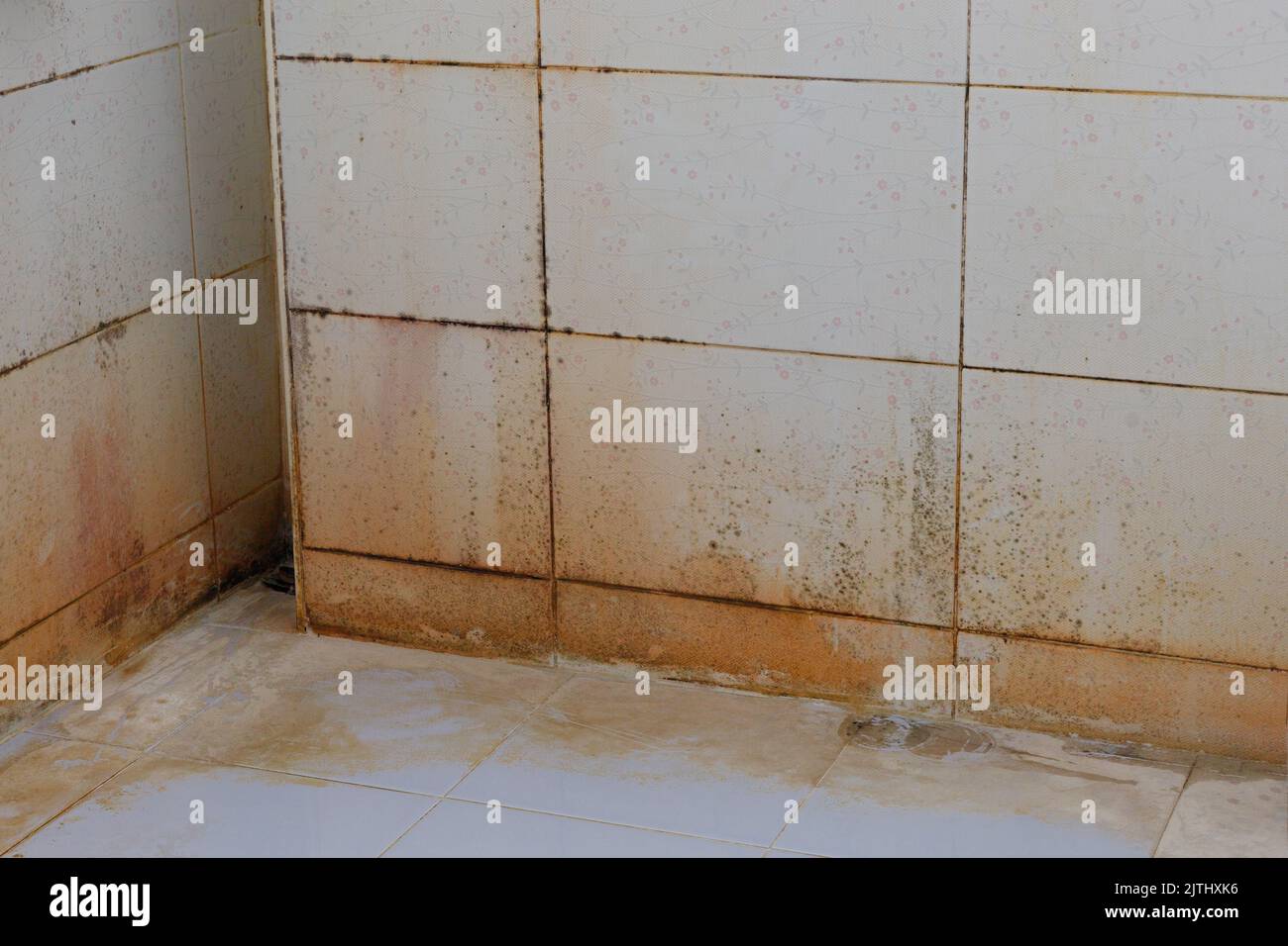 Mold stains on bathroom walls Stock Photo Alamy