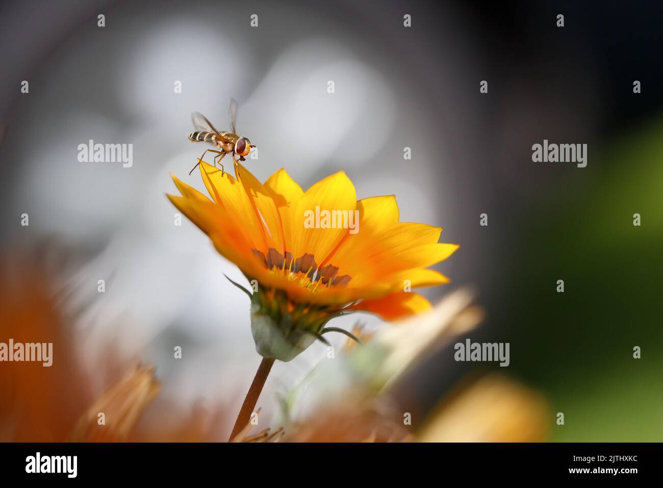 A hoverfly sits on the edge of a yellow flower. Blurred background. Macro photography. Stock Photo