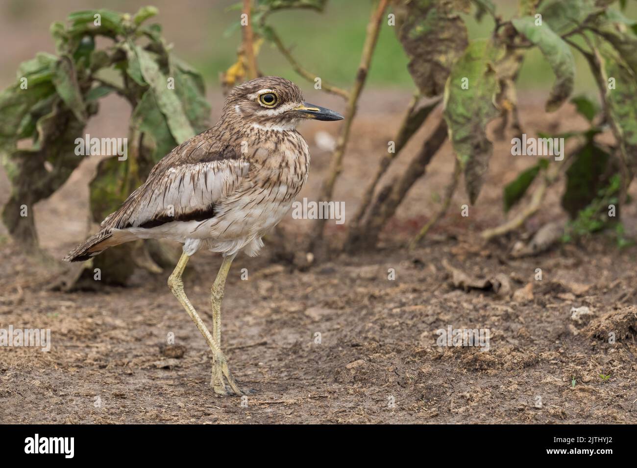 Water Thick-knee - Burhinus vermiculatus, shy African bird from water shores, lakes and rivers, Uganda. Stock Photo