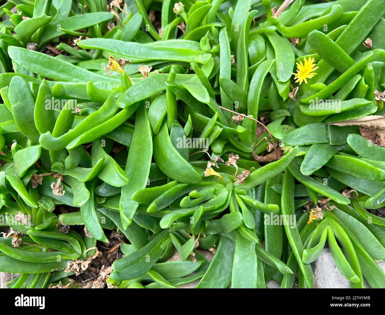 Closeup on an green aggregation of South African succulent plants, Glottiphyllum oligocarpum Stock Photo
