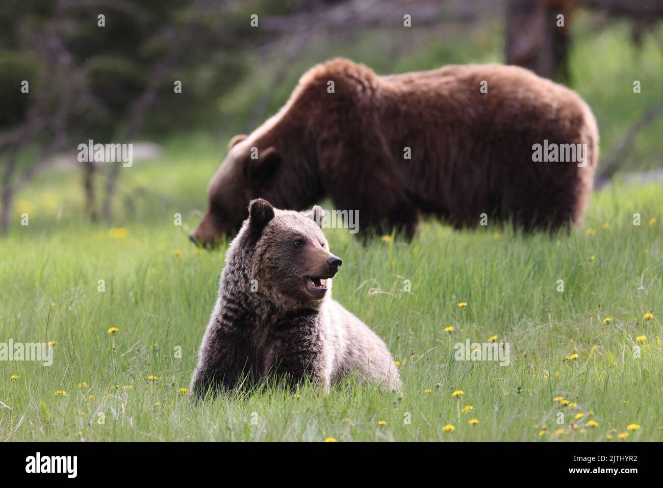 Mother grizzly bear ursus arctos and cub nearJasper Canada Stock Photo ...