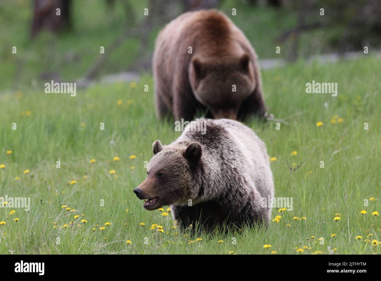Mother grizzly bear ursus arctos and cub nearJasper Canada Stock Photo ...