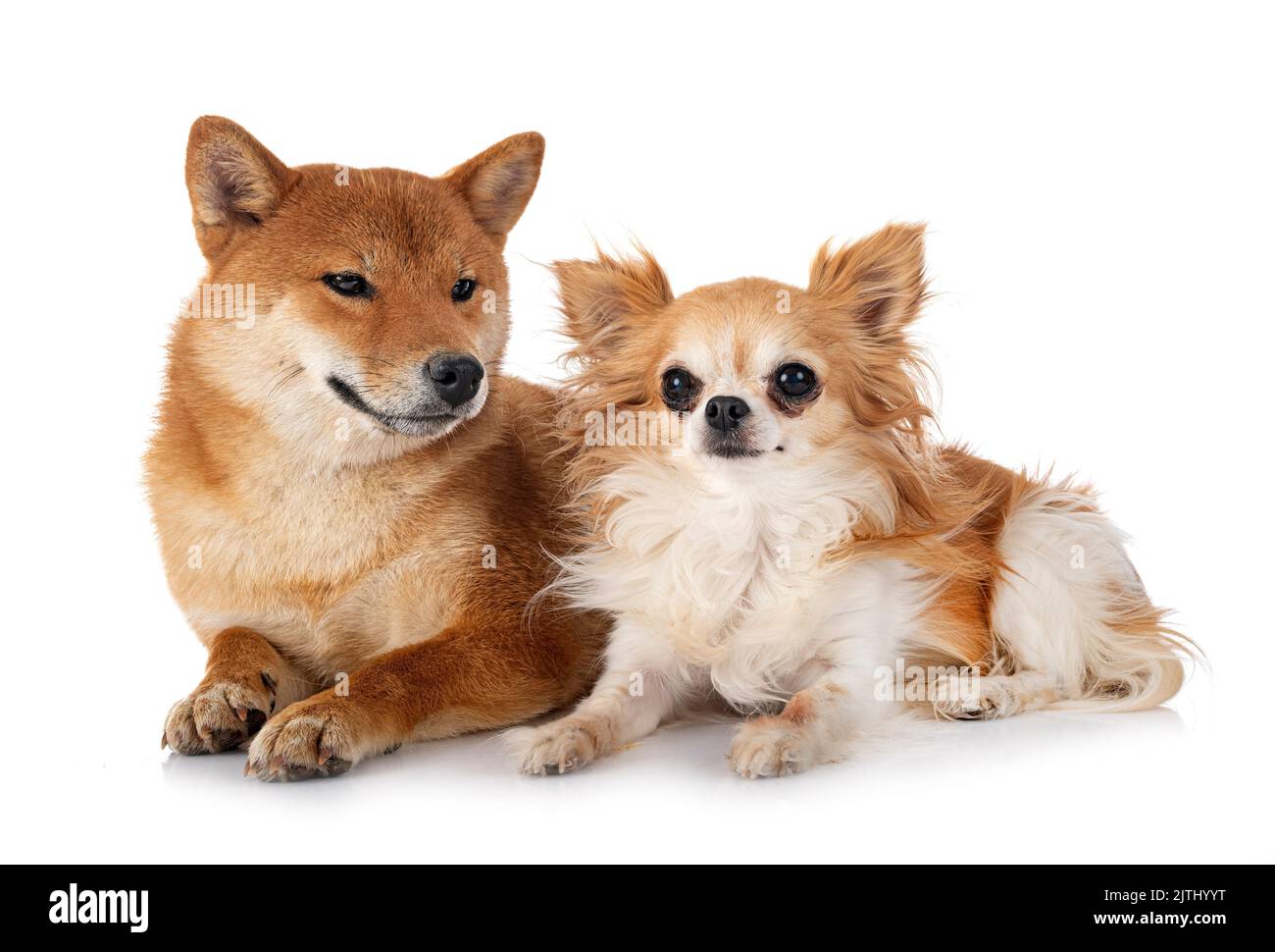 shiba inu and chihuahua in front of white background Stock Photo - Alamy