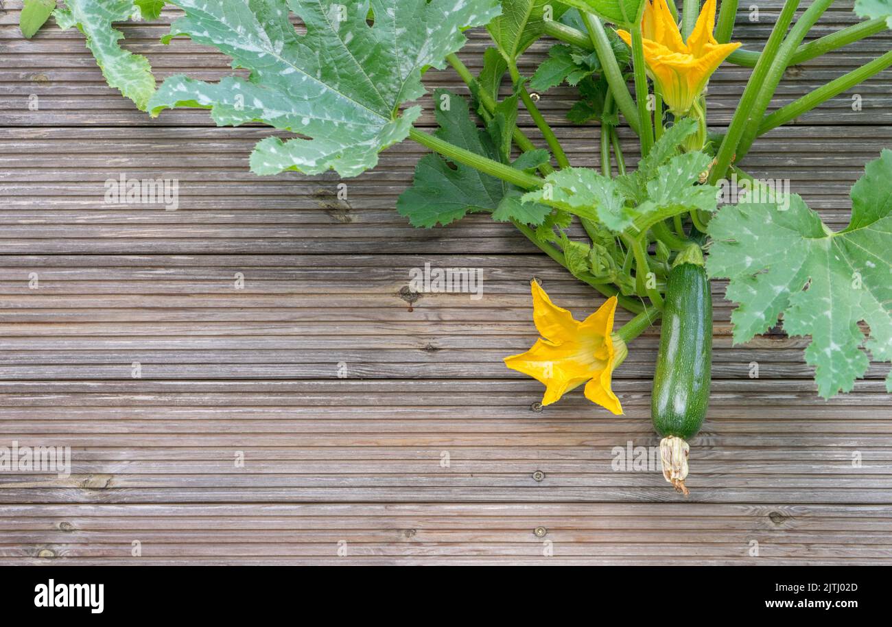 Detail of a zucchini plant against a wooden background with copy space Stock Photo