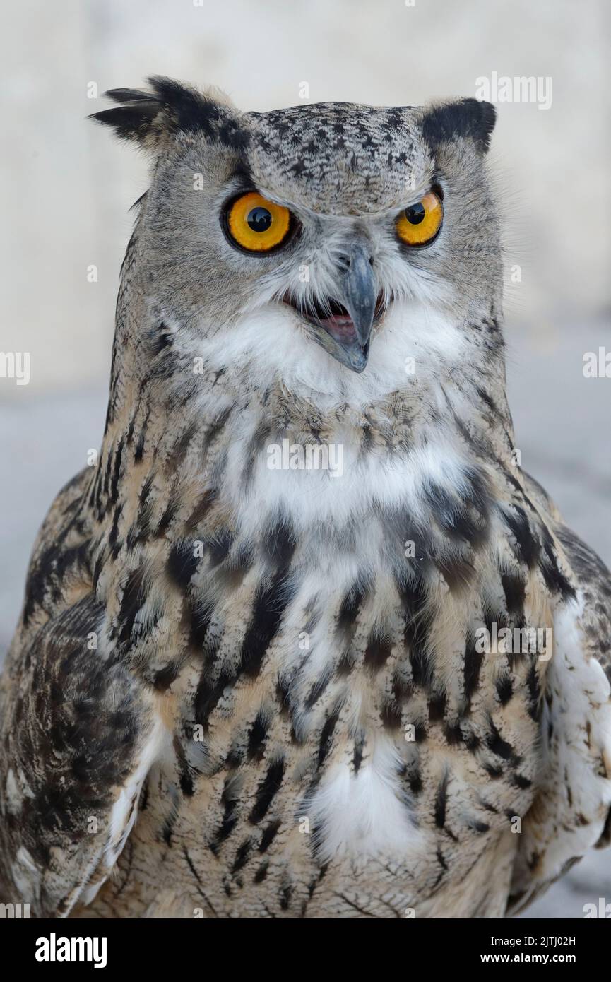 Eagle owl (Bubo Bubo), Portrait, Turkistan, South region, Kazakhstan Stock Photo