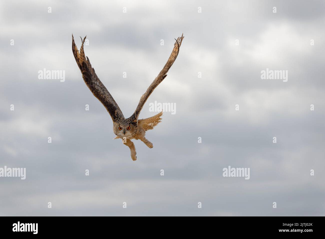 Eagle owl (Bubo Bubo) in flight, Turkistan, South region, Kazakhstan Stock Photo
