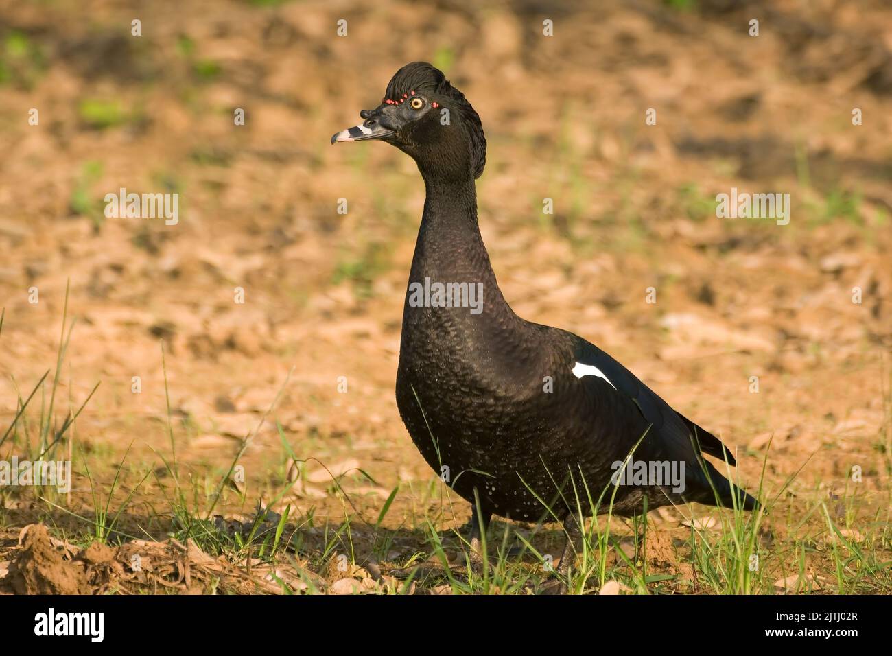 Muscovy Duck (Cairina moschata), Pantanal, Mato Grosso, Brazil Stock Photo